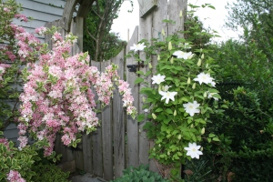 clematis by gate