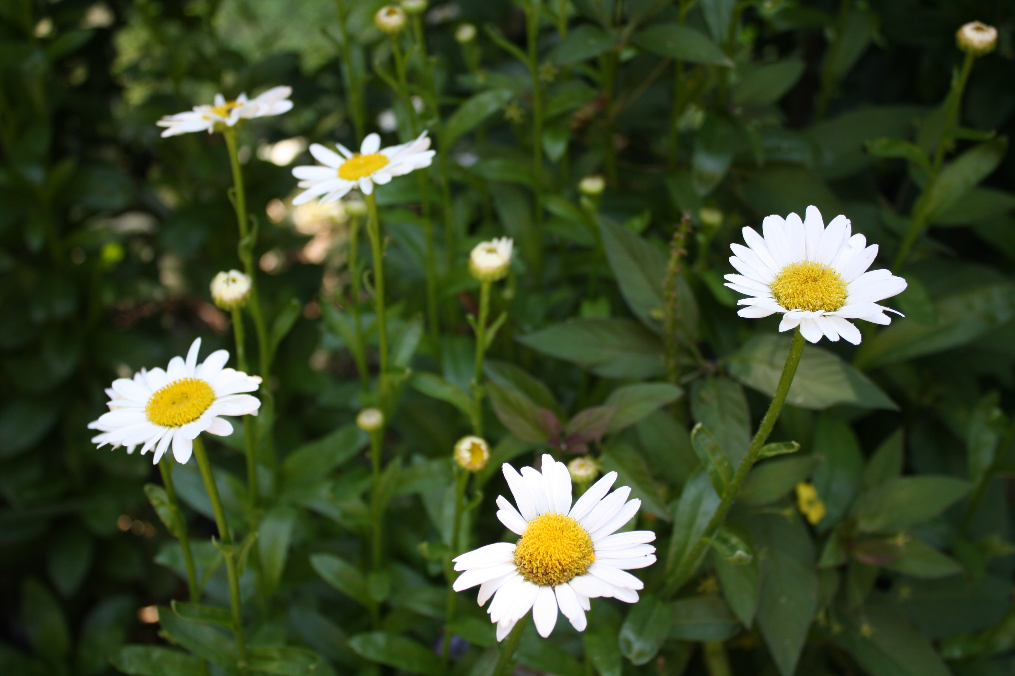 daisy – chrysanthemum  Donna39;s Garden